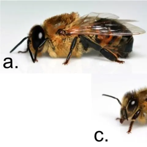 thumbnail for publication: The Social Organization of Honey Bees